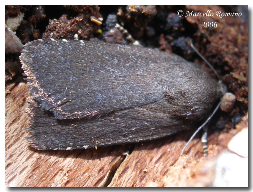 Amphipyra tetra (Lepidoptera, Noctuidae)